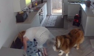 When Your Dog Thinks Cleaning Is a Team Sport