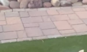 Trying to Warn My Husky About a Snake