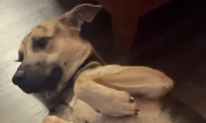 Rescue Puppy Caught Being Bizarre