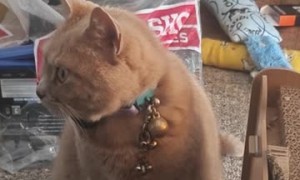 Cat Demands "Treaties" With Talking Button