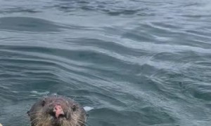 Otter Invites Himself on Newlywed's Honeymoon Kayak