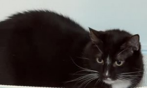Cat Is Completely Unimpressed With New Toy
