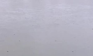 Flood Full of Spiders