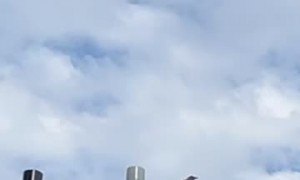 Man Has Beef With Bird