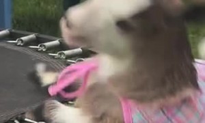Baby Goat: 0 Mini Trampoline: 1
