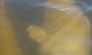 Playful Beluga Whales Swim Up to Paddleboarders