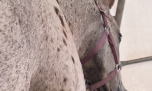 Dog Nibbles on Some Tasty Horse Legs