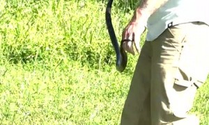 Man Saves Hawk From Snake