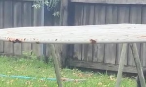 Blind Cat With Cerebellar Hypoplasia Makes Friends With a Raven