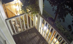 Jimothy the Famous Raccoon With Short Spine Syndrome Spotted on Seattle Balcony