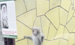 Monkeys React to Backflipping Man