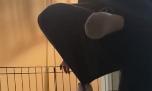 Corgi Puppy Wants to Hang Out With Mom