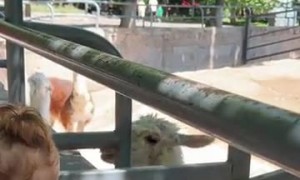Little Girl Learns Why You Don't Mess With Alpaca