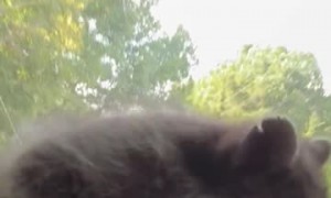 "Dash Panda" Sliding on the Steering Wheel