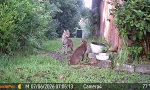 Bobcat Mating Interaction Caught on Camera