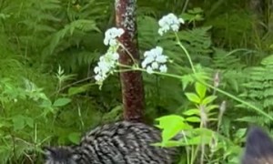 Dog Meets Her Distant Cousin the Raccoon Dog
