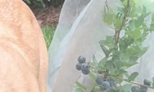 Caught My Dog Stealing Blueberries