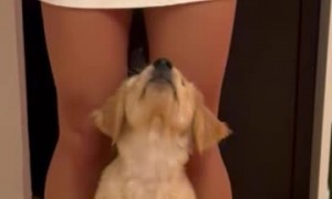 Golden Retriever Puppy's New Favorite Trick, "Footsies"