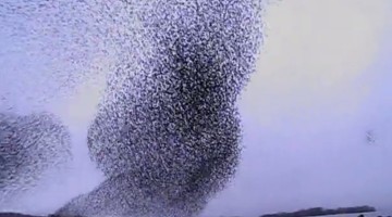 This Phenomenal Starling Murmuration Will Blow Your Mind