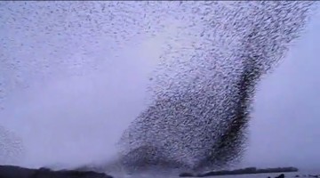 Spectacular Bird Formation Over A Lake Will Make You Gasp!