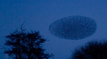 Stunning Display Of A Rare Starling Murmuration Over A Lake