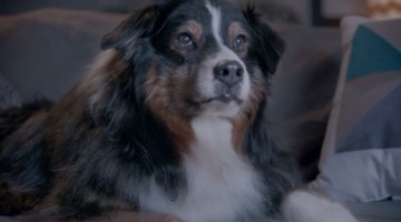 Watch A Dog Save A Dying Relationship In This Heart Warming Valentines Day Ad