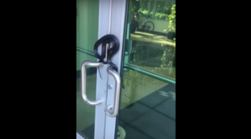 OMG! This Video Of Snake Curled on The Door Handle Will Make You Feel So Uncomfortable 