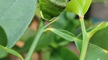 Caterpillar Camouflaged in a Plant