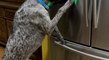 Dog Gets His Own Ice From the Fridge