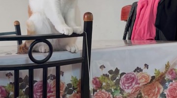 Orange Kitten Snaps Rubber Band at His Sister