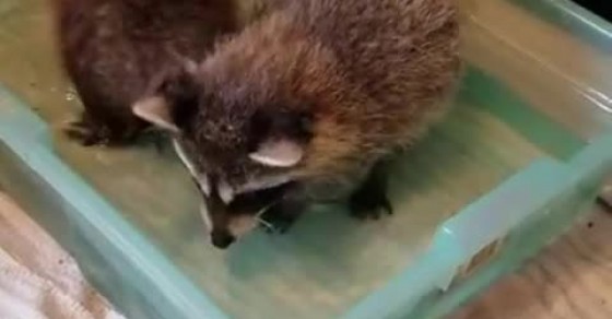 Baby Raccoons Learn to Fish - Sharedots