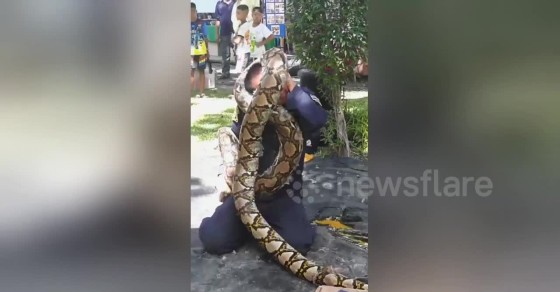Python wraps itself around fireman’s head as safety demonstration goes ...