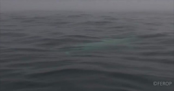 Extremely rare white Orca whale caught on camera - Sharedots