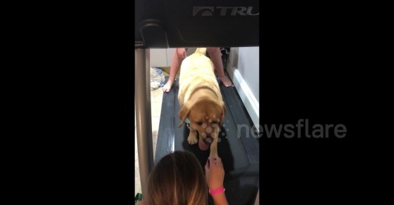 Yellow Lab Exercise What more motivation do you need? Yellow Labrador exercises for treats ...