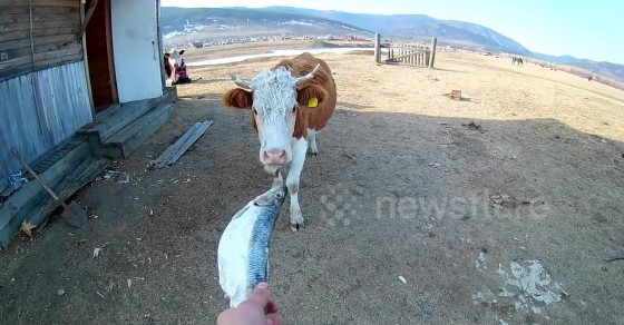 Bizarre moment cow eats a fish - Sharedots