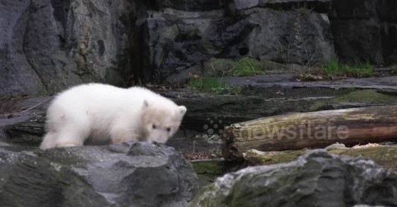 Heartwarming moment polar bear cub takes her very first steps into the ...