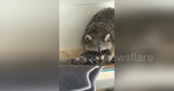 Canadian man discovers raccoon gave birth in his garage overnight ...