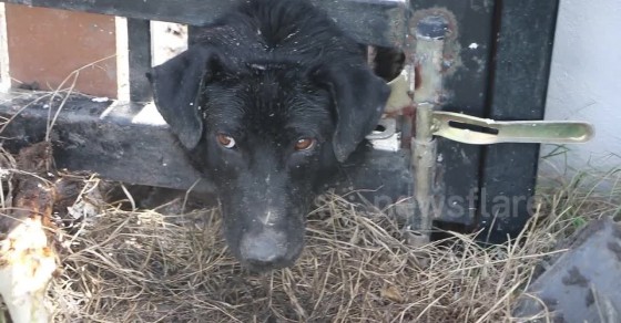 Love-struck dog gets stuck in metal gate while trying to reach female ...
