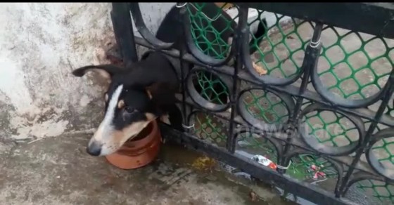 Indian firemen rescue puppy with head stuck in iron gate - Sharedots