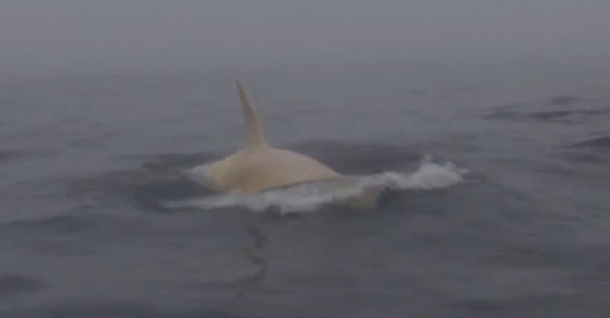 Rare white Killer Whale captured on camera - Sharedots