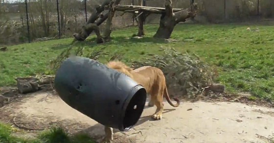 Unlucky lion gets head stuck inside barrel - Sharedots
