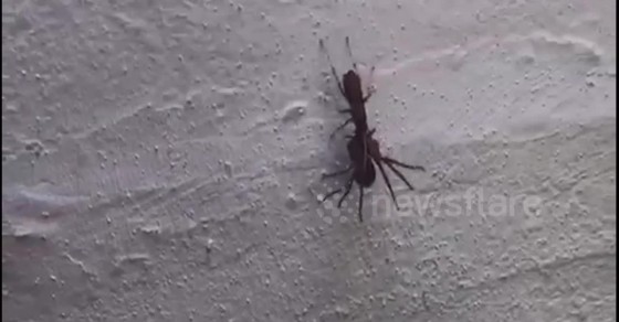 Insane moment wasp paralyzes huge Huntsman spider in Australia and ...
