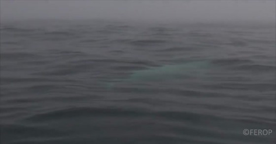 Extremely rare white orca whale spotted - Sharedots