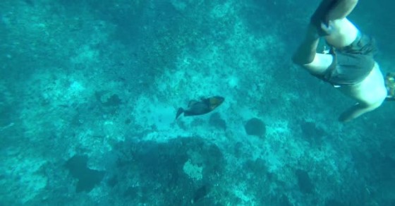 Aggressive Fish Doesn't Like Diver - Sharedots