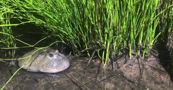 Northern Spadefoot Frog Mating Call Melody Sharedots