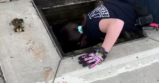 Firefighters save a group of baby ducks stuck in storm drain - Sharedots