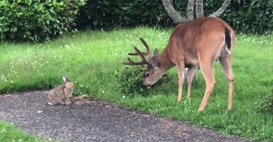 Deer and Rabbit Frolic Together in the Garden - Sharedots