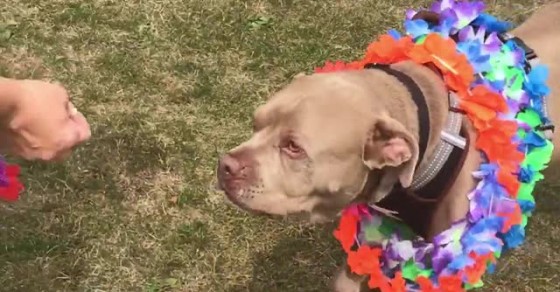 Animal Shelter Celebrates Dog Going Home After 500 Days - Sharedots