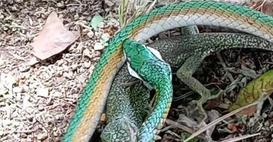 lizard snake escape lizard snake escape