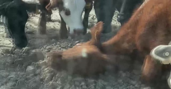 Confused Rancher Rancher Frustrated by Confused Cows - Sharedots